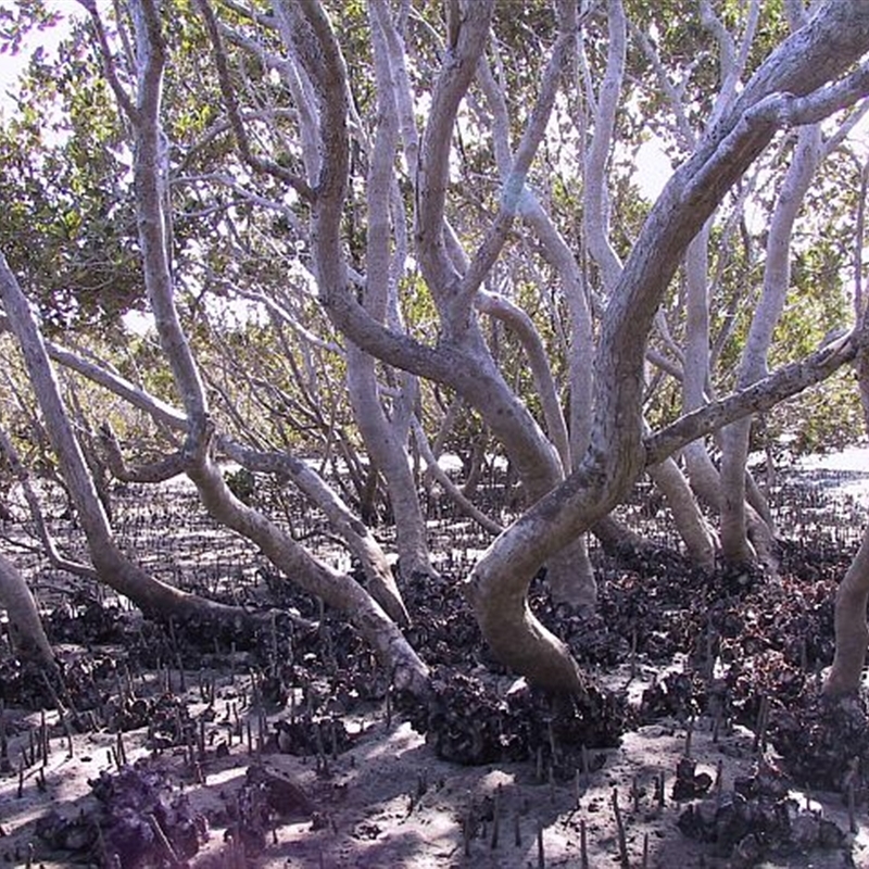 Avicennia marina subsp. australasica