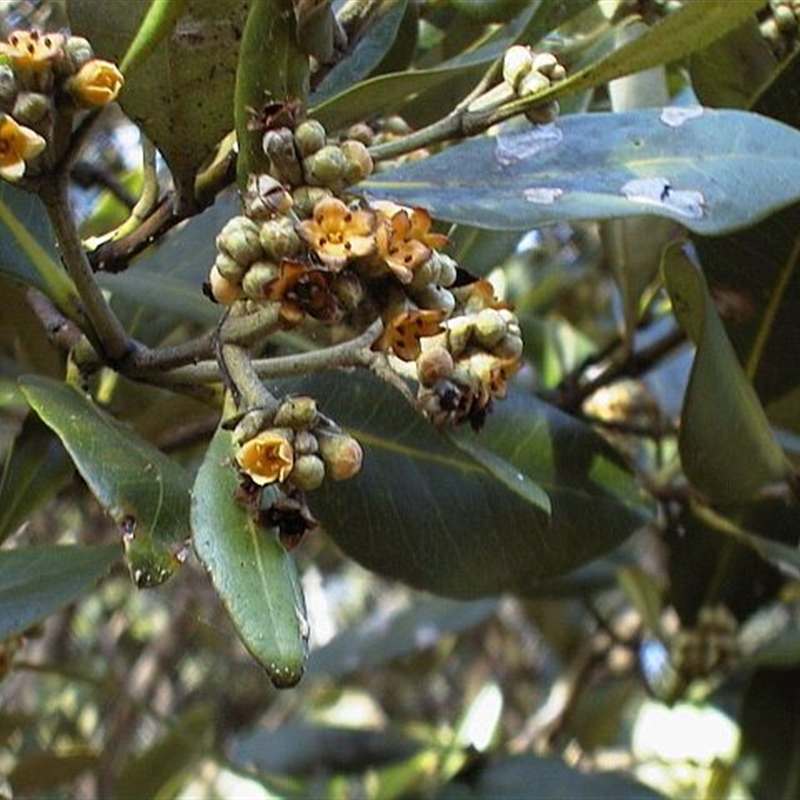 Avicennia marina subsp. australasica