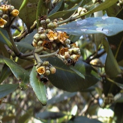 Avicennia marina subsp. australasica