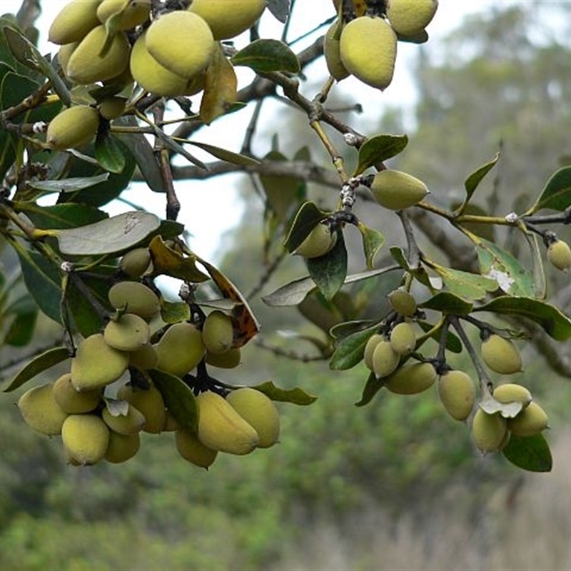 Avicennia marina subsp. australasica