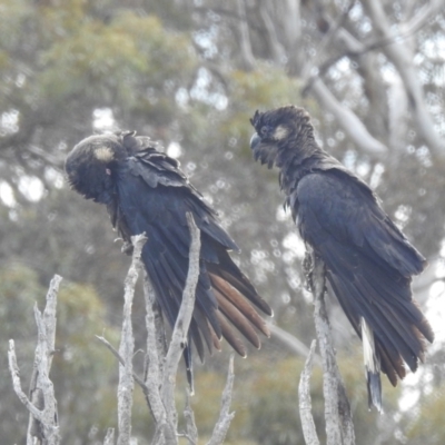 Zanda latirostris