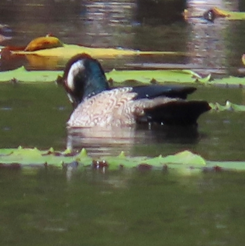 Nettapus pulchellus