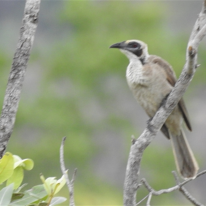 Philemon argenticeps