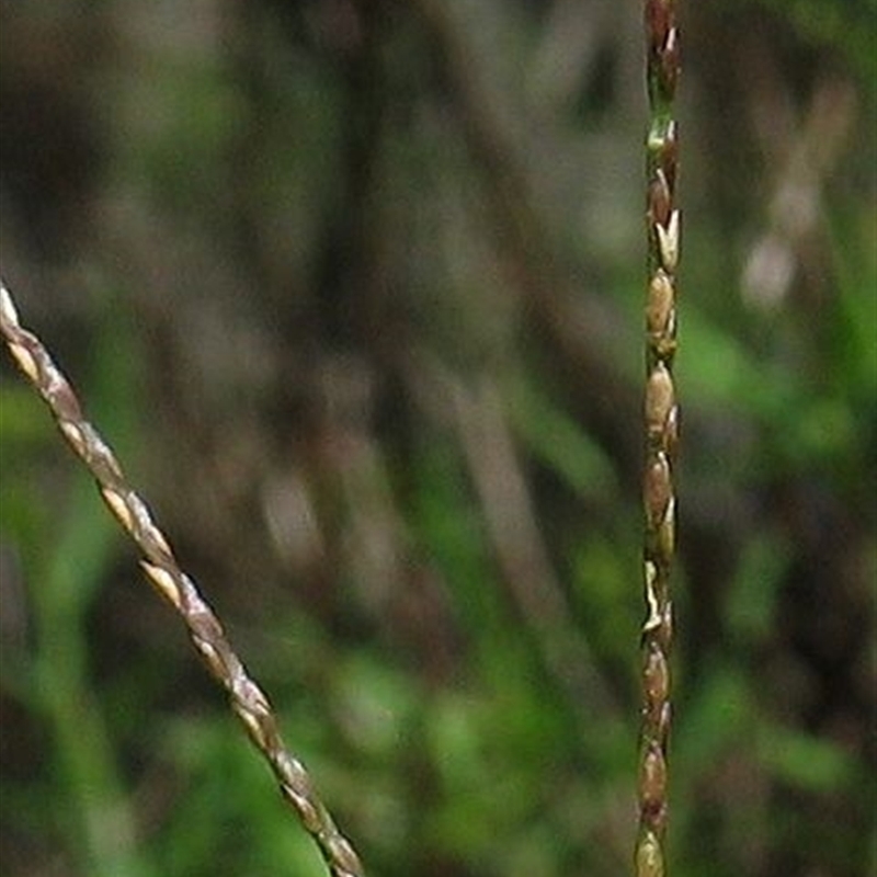 Axonopus fissifolius