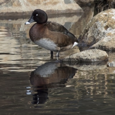 Aythya australis