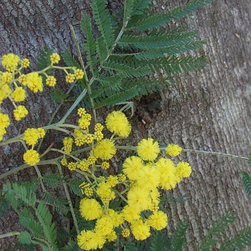 Acacia silvestris