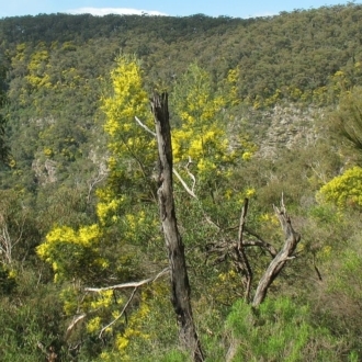 Acacia silvestris