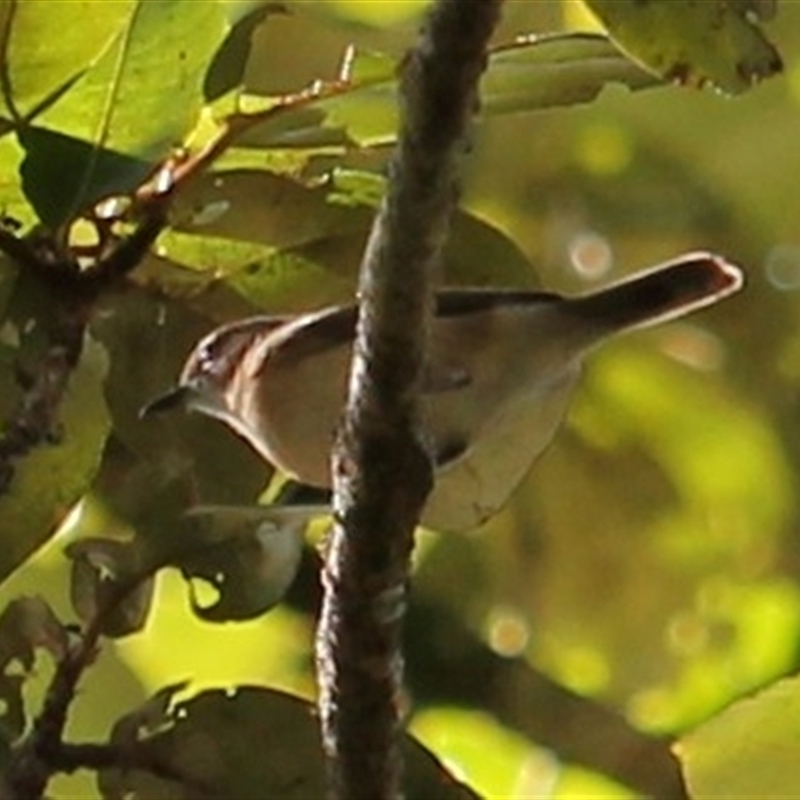 Gerygone magnirostris