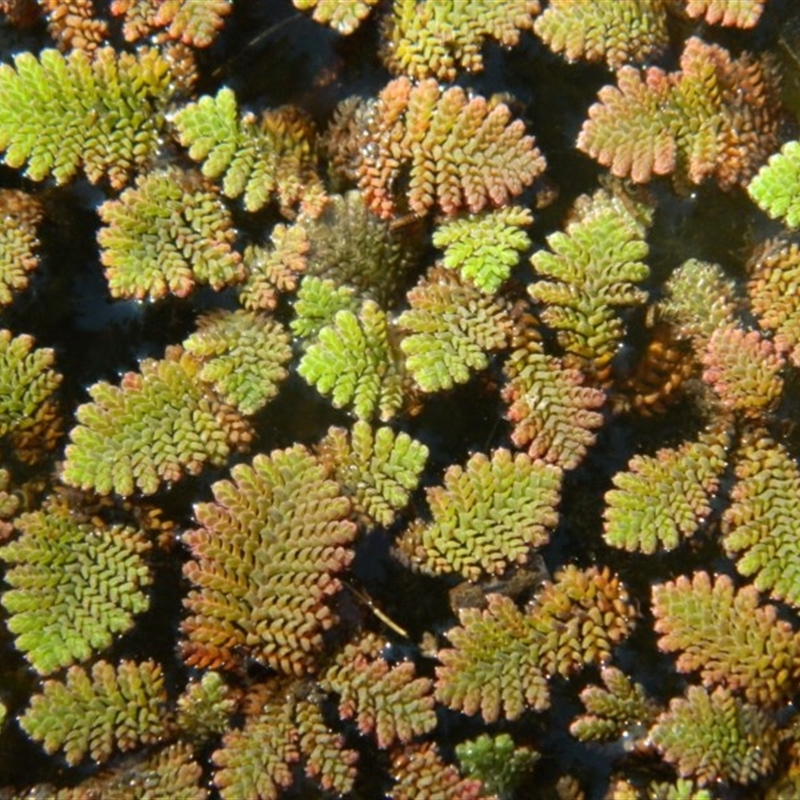 Azolla pinnata