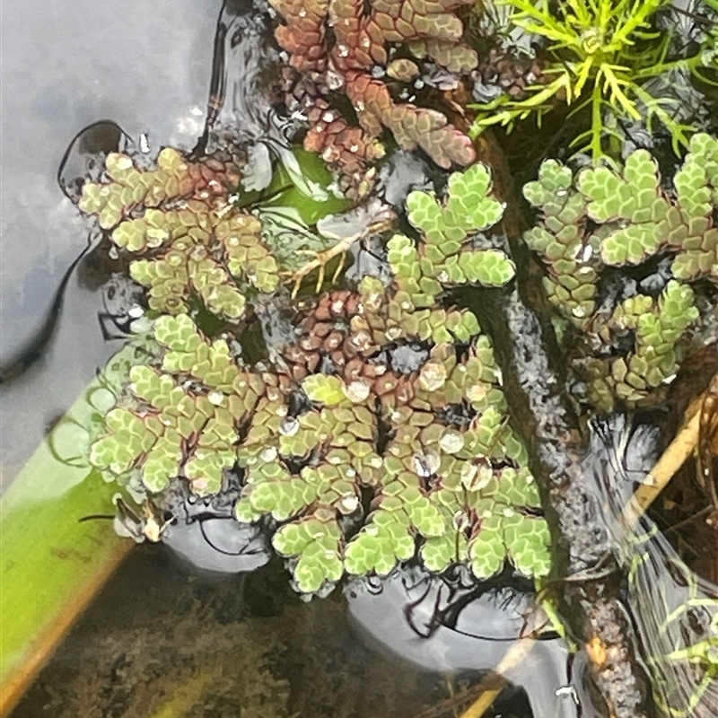 Azolla rubra