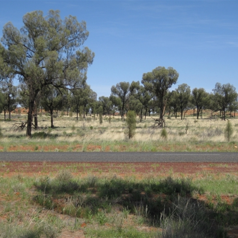 Allocasuarina decaisneana