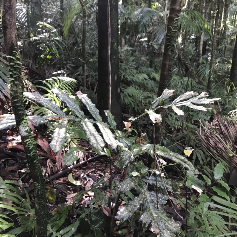 Hicksbeachia pinnatifolia