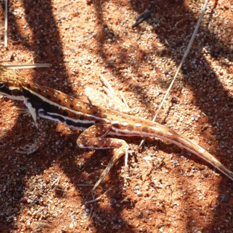 Ctenophorus isolepis