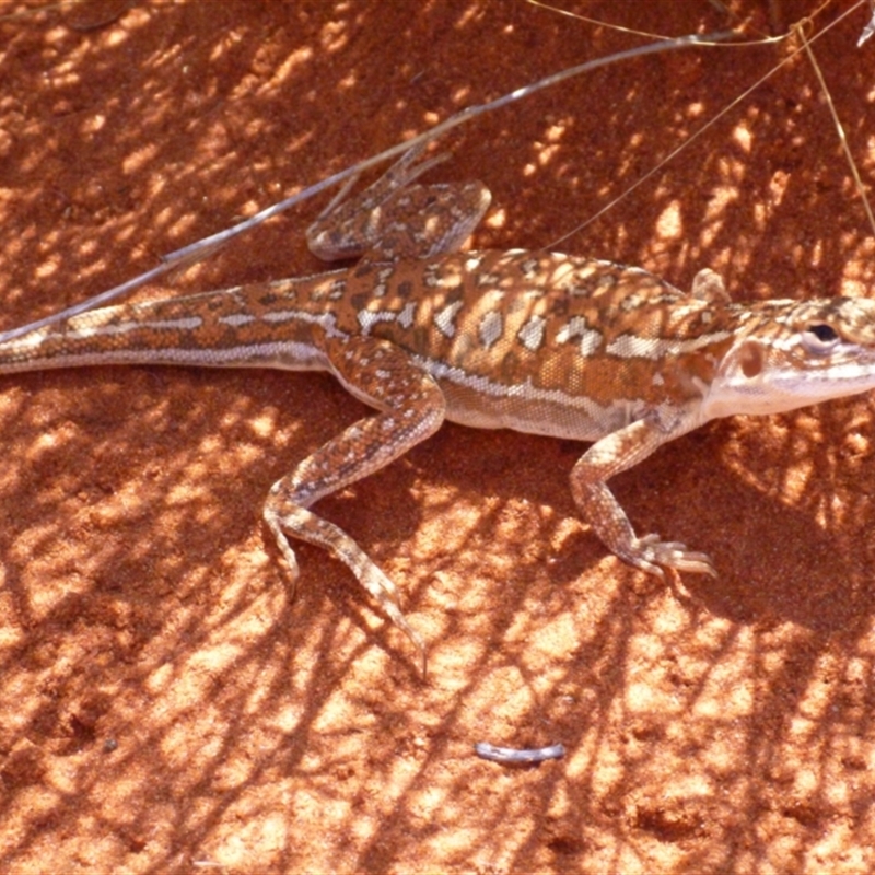 Ctenophorus isolepis