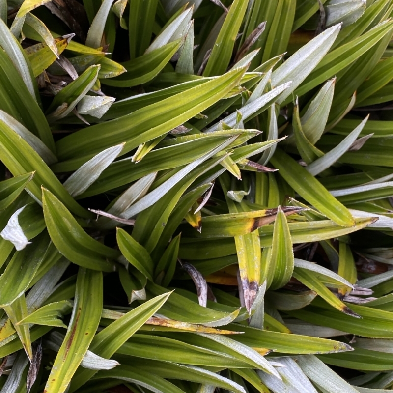 Astelia alpina var. novae-hollandiae