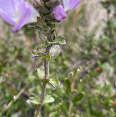 Euphrasia collina subsp. diversicolor