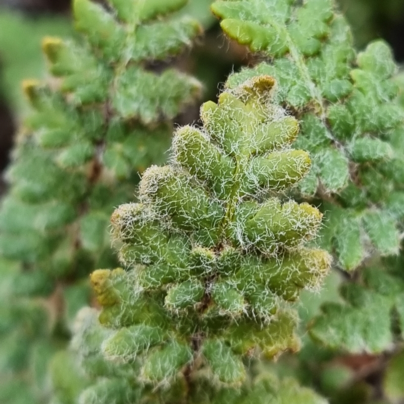 Cheilanthes lasiophylla