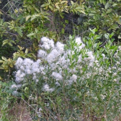 Baccharis halimifolia