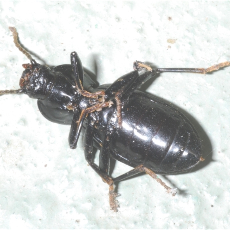 Apasis sp. (genus)