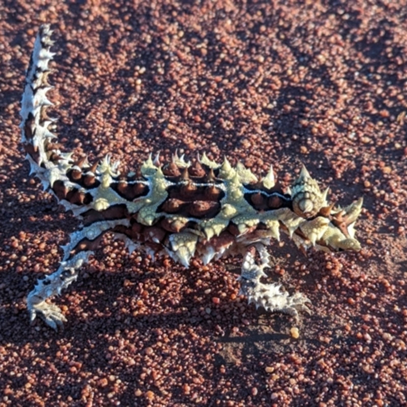 Moloch horridus