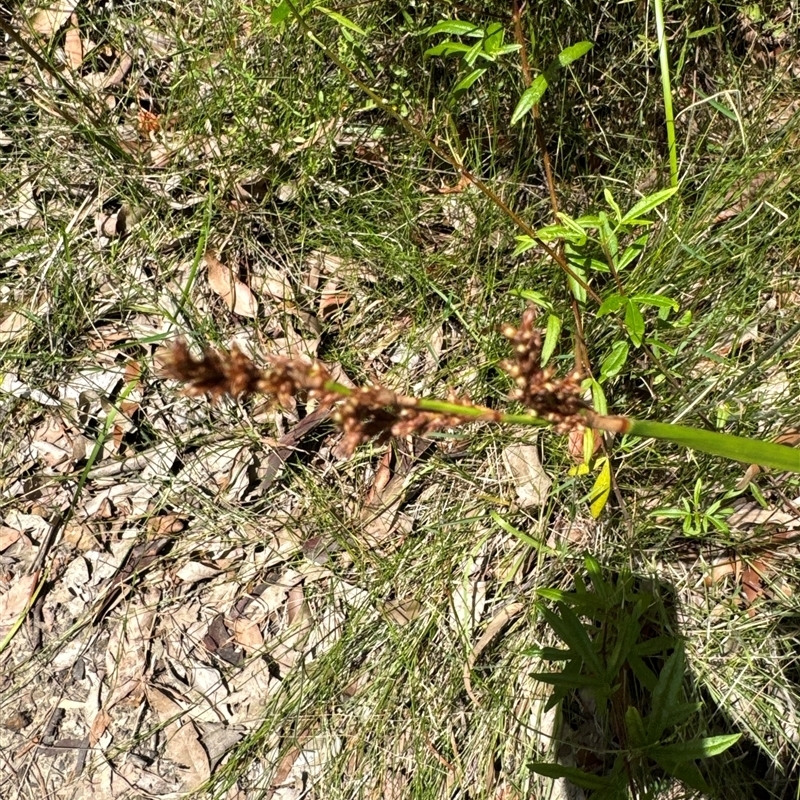 Lepidosperma sp.