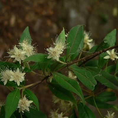 Backhousia myrtifolia