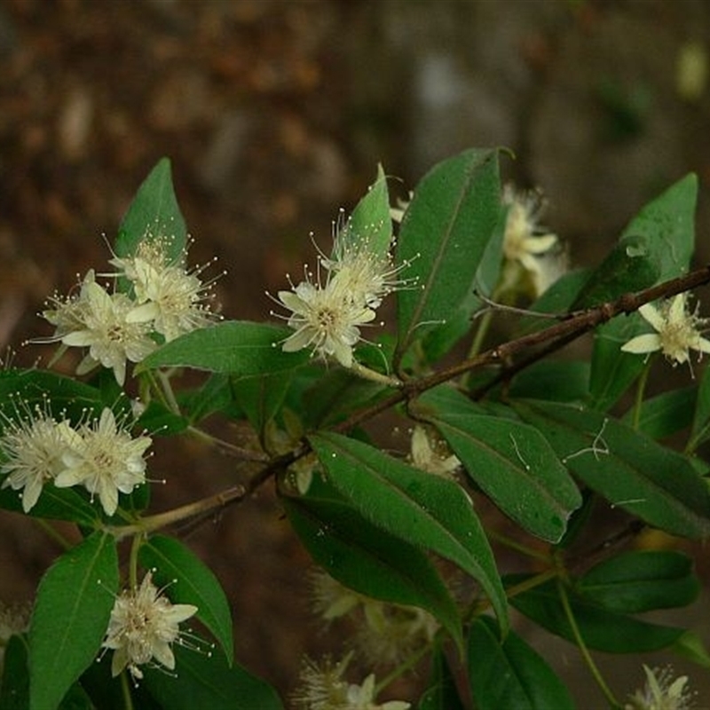 Backhousia myrtifolia