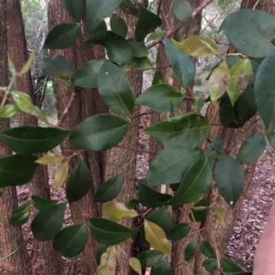 Backhousia myrtifolia