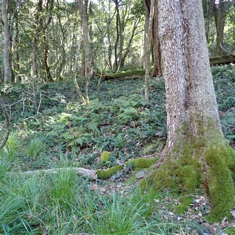 Backhousia myrtifolia