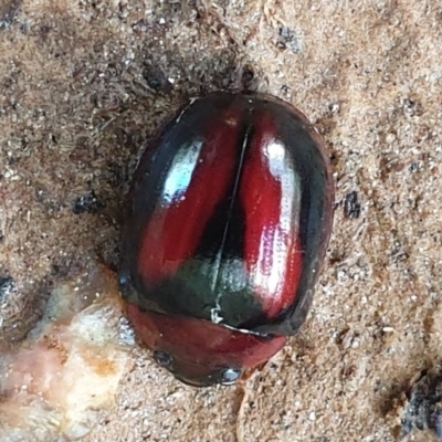 Paropsisterna erudita