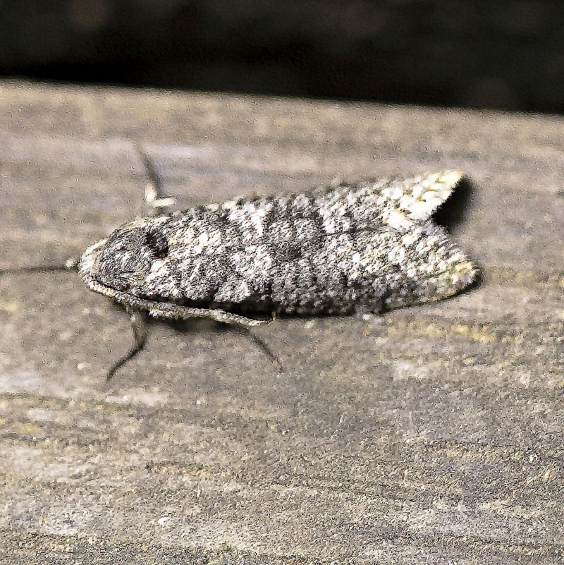 Lepidoscia adelopis, annosella and similar species