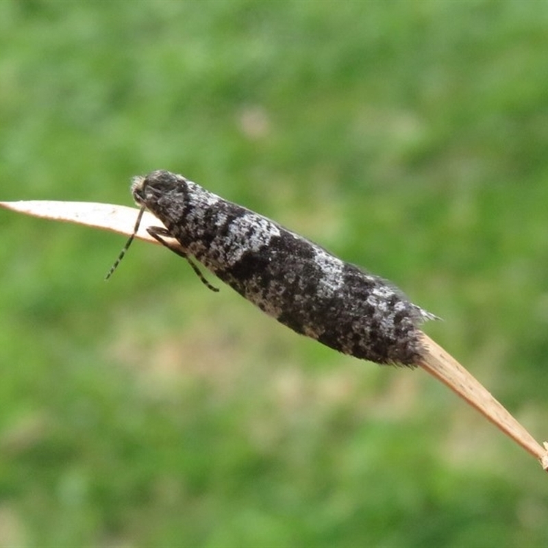 Lepidoscia adelopis, annosella and similar species