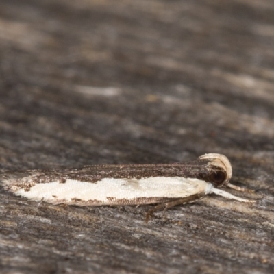 Ardozyga hilara (A Gelechioid moth) - NatureMapr Australia