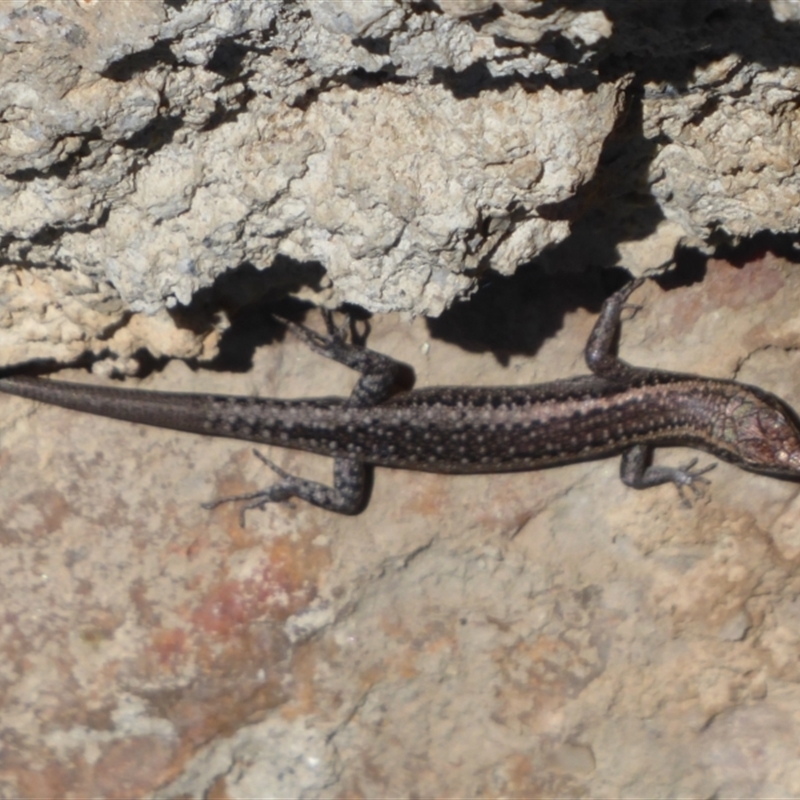 Cryptoblepharus buchananii