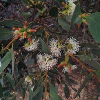 Eucalyptus incrassata