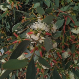 Eucalyptus incrassata