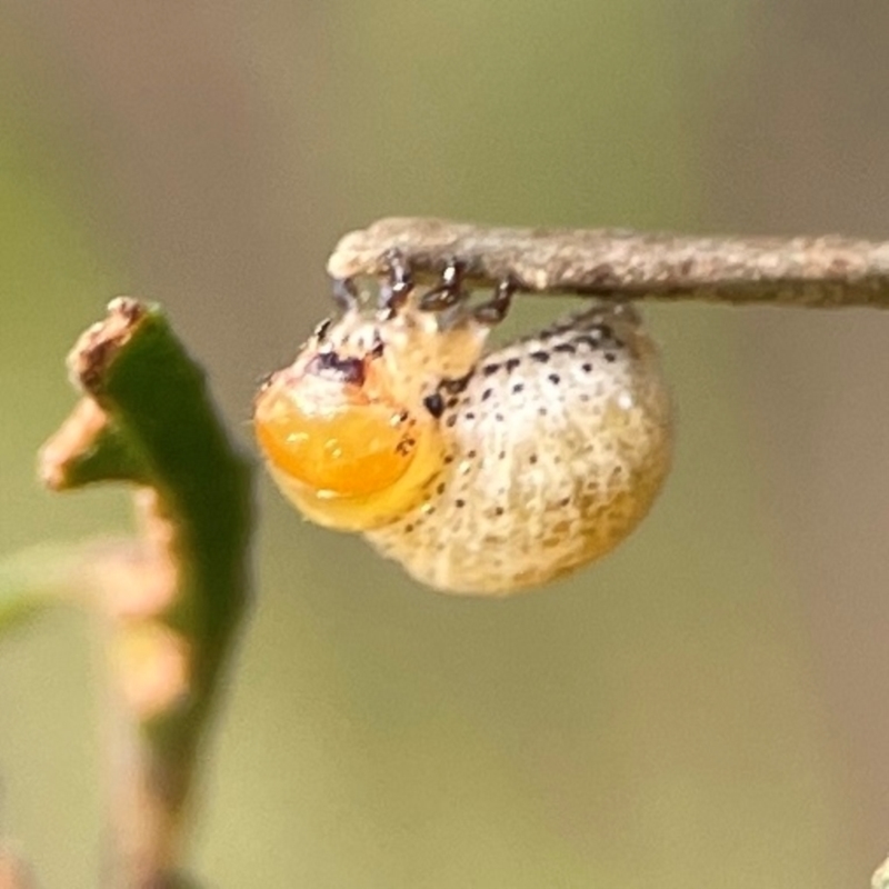 Coleoptera (order) immature