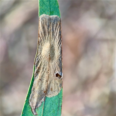 Phylacteophaga froggatti