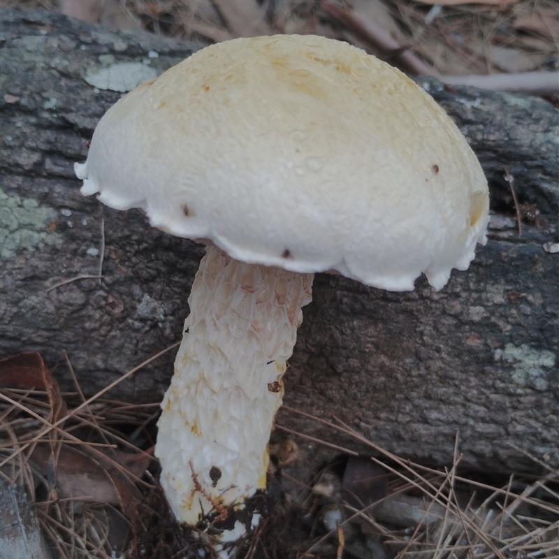 Austroboletus 'reticulate/lacunose stem'