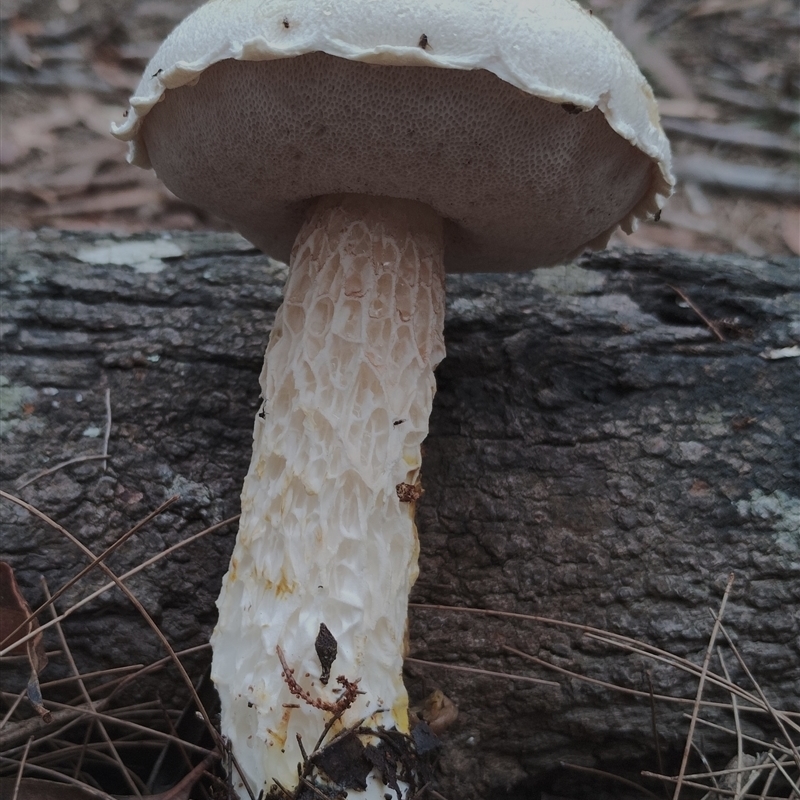 Austroboletus 'reticulate/lacunose stem'