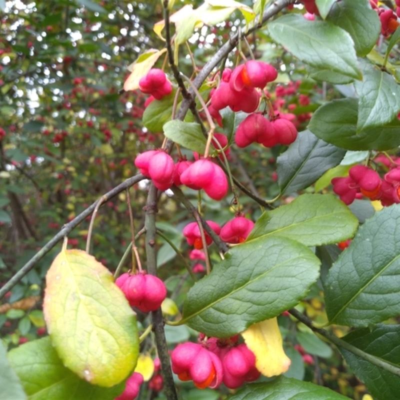 Euonymus europaeus