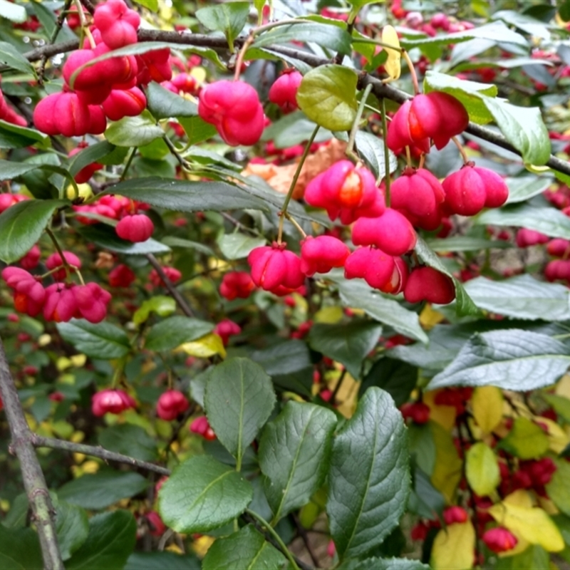 Euonymus europaeus