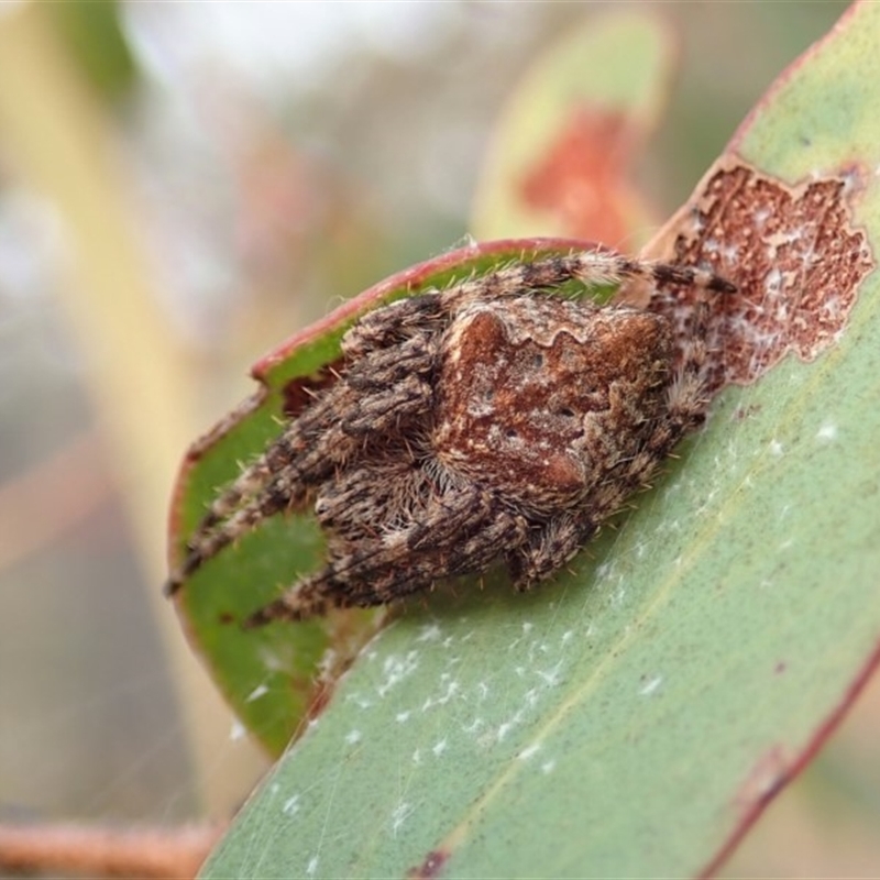 Backobourkia sp. (genus)