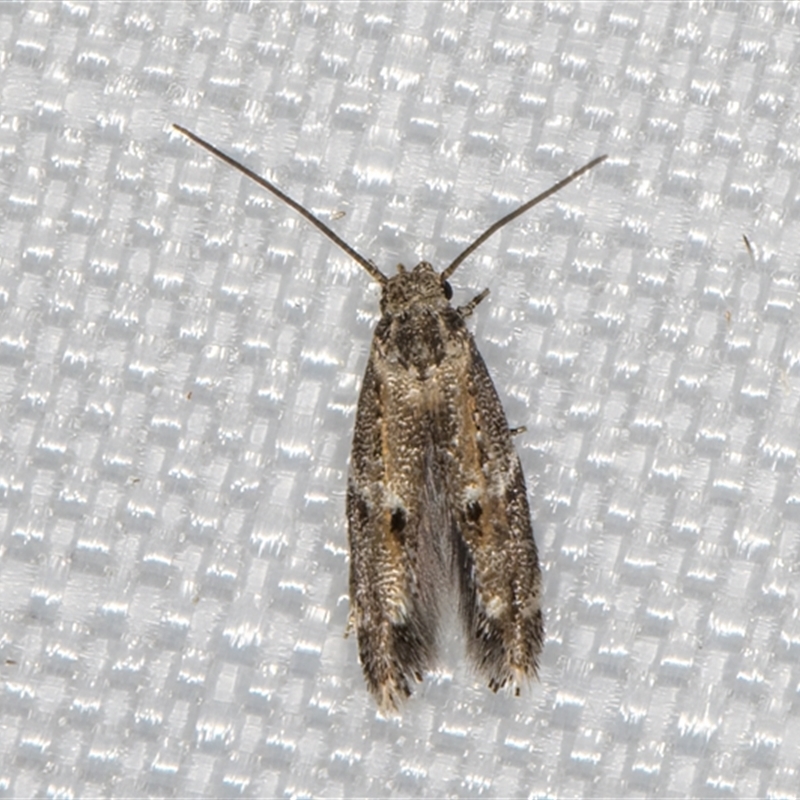 Elachista synethes