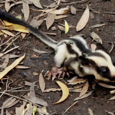 Dactylopsila trivirgata