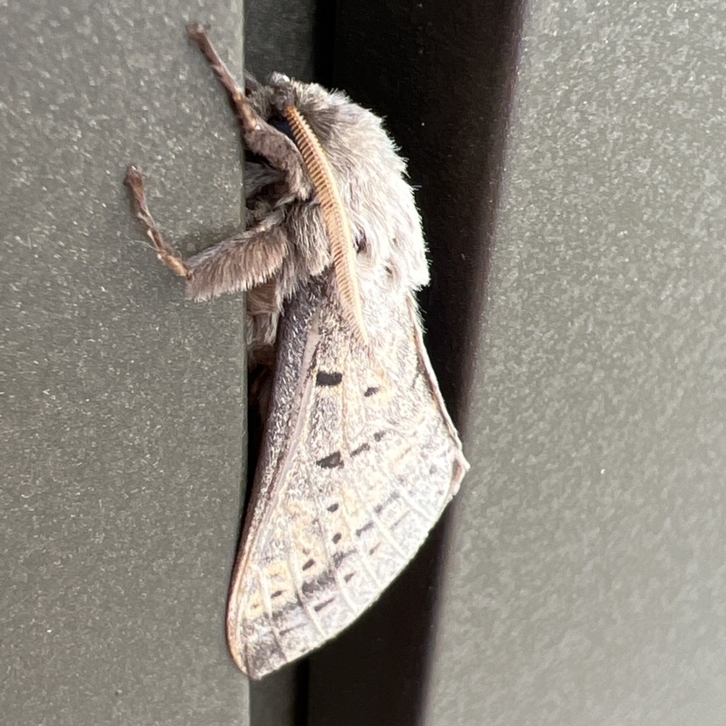 Oxycanus Unverified species near silvanus
