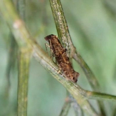 Gnathifera eurybias (Epermeniidae)