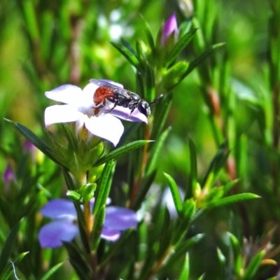 Lasioglossum (Chilalictus) erythrurum