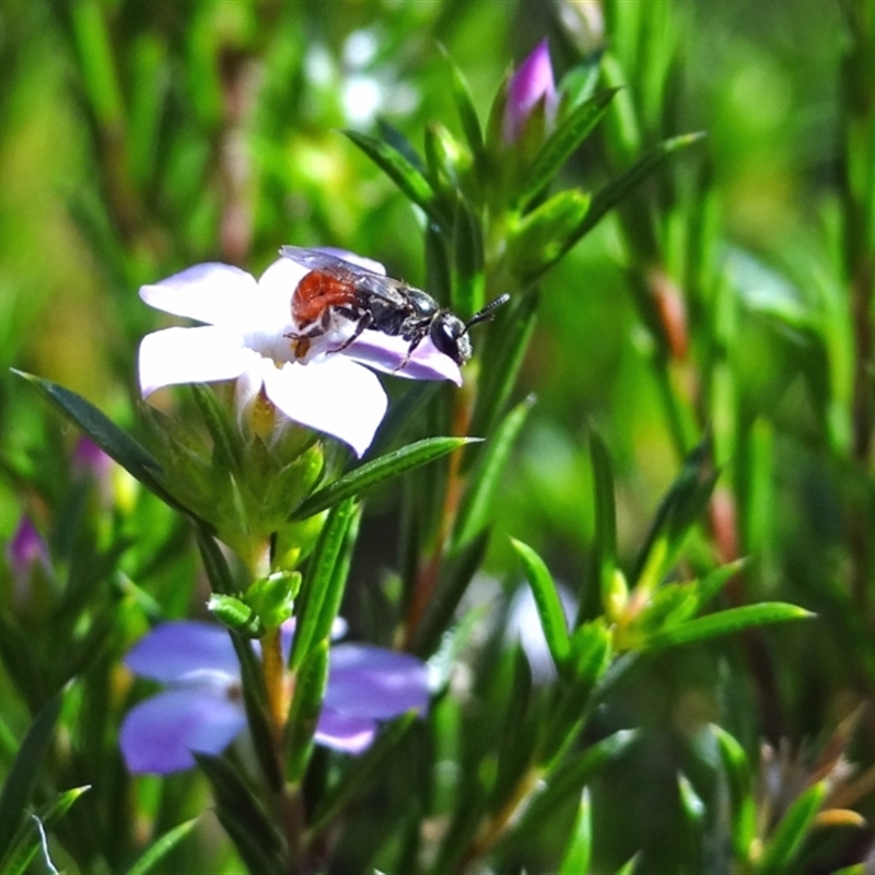 Lasioglossum (Chilalictus) erythrurum