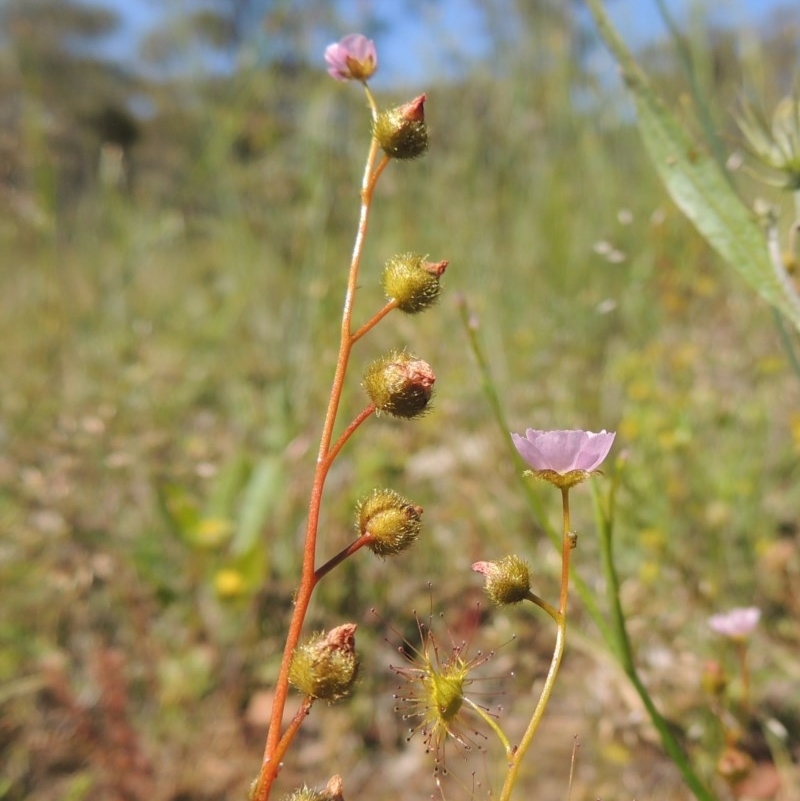 Drosera gunniana